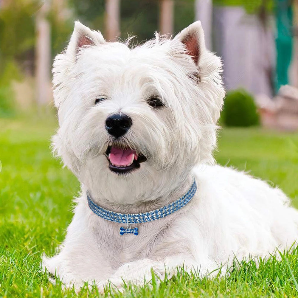 Collars and Harnesses